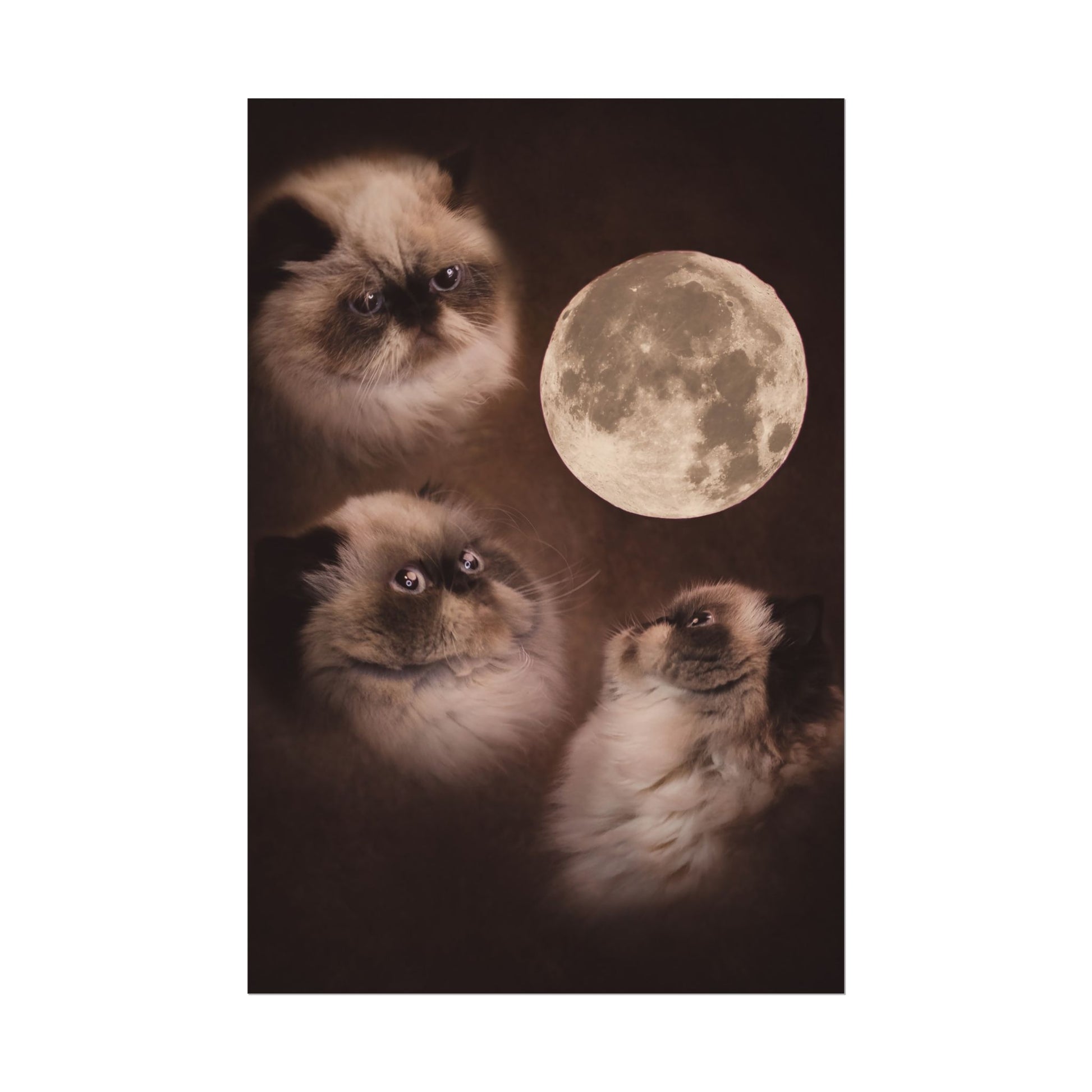 Meowing at the moon - Fine Art Poster