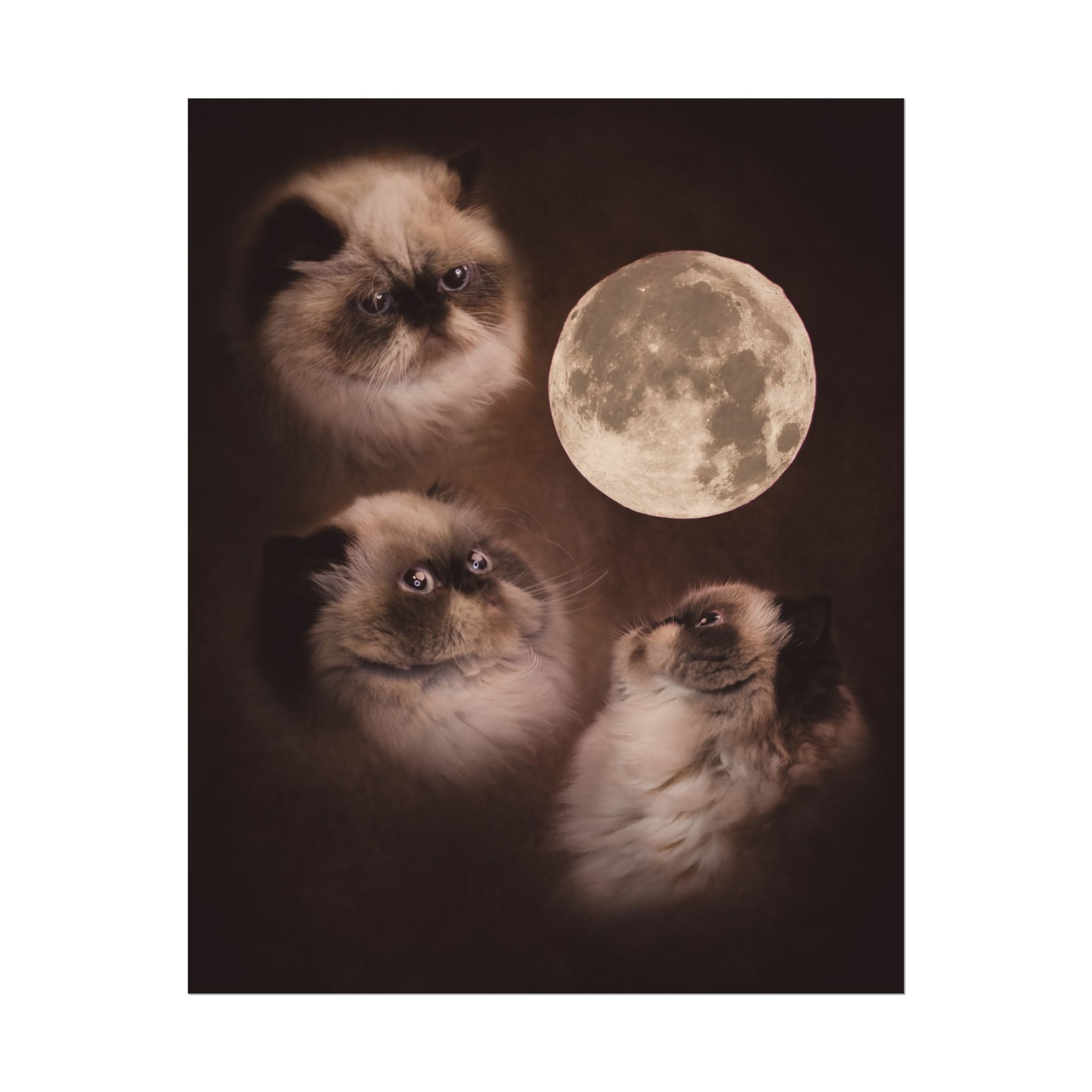 Meowing at the moon - Fine Art Poster